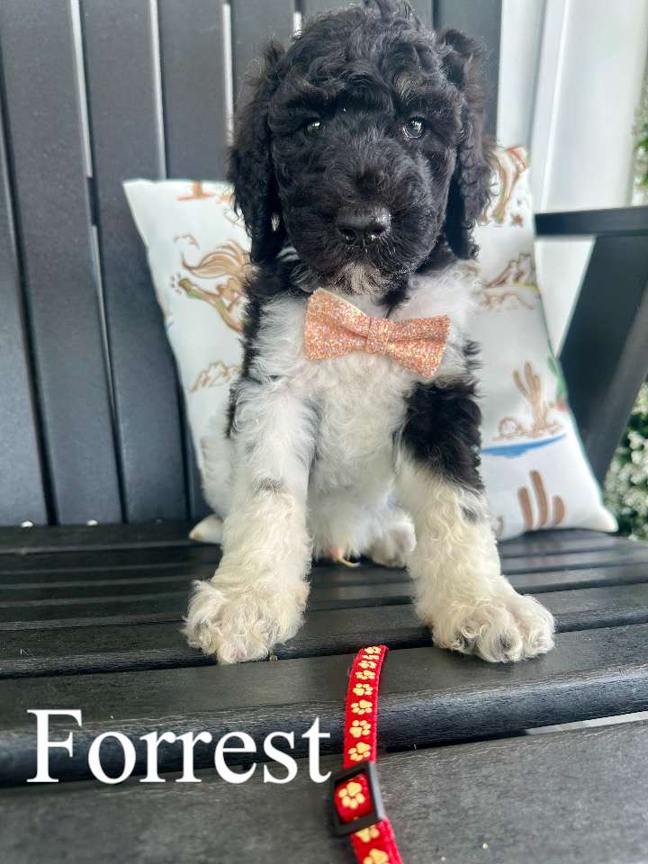 Forrest (Red collar) 1
